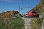 Die SBB Re 460 016 mit ihrem 2521 von Genève Aéroport nach Luzern zwischen Bossière und Grandvaux im bunten Lavaux, dessen Herbstfarben langsam aber sicher verblasen.