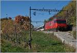 Die SBB Re 460 074-8 mit einem IR nach Luzern in den Weinbergen des Lauvaux zwischen Bossière und Grandvaux.