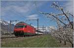 Zwischen Schneebedeckten Bergen und blühenden Aprikosenplantagen fährt die SBB Re 460 037-5 mit ihrem IR 1718 von Brig nach Genève Aéroport zwischen Saxon und Charrat-Fully durchs