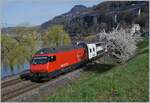 Die SBB Re 460 073-0 ist mit einem Doppelstock IR 90 von Genève Aéroport nach Brig beim Château de Chillon unterwegs, welches zugunsten des blühenden Strauch rechts im Bild bei der