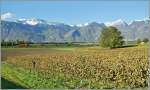 Es brauchte ein gutes Jahr Geduld, bis ich aus der Idee des schattigen Landschaftsbild bei Aigle ein  Bahnbild  machen konnte: Nun strebt die Re 460 mit ihrem IR von der Herbst Sonne angeleuchtet