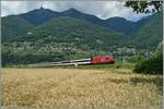 Eine Re 460 fährt mit einem langen IR von Locarno kommend durch die sommerliche Maggadio-Ebene Richtung Norden.