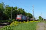 Scheinbar wie auf Blumen gebettet rollt SBB-Cargo 482 016 Richtung Süden der Sonne entgegen.