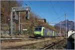 Die BLS Re 485 015 und eine weitere mit einer RoLa Freiburg - Novara bei der Durchfahrt in Preglia.