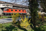 ERSTES FRÜHLINGSERWACHEN MIT BLÜHENDEM FORSYTHIE-STRAUCH UND DER Re 620 084-4  UZNACH .