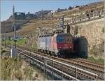 Die SBB Cargo Re 6/6 (Re 620 069-5)  Hägendorf  ist zwischen Rivaz und St-Saphorin als Lokzug unterwegs. 

15. November 2024