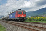 Güter ab Reuchenette-Péry mit der Re 620 088-5  X-Rail  bei den blühenden Sonnenblumen zwischen Bettlach und Selzach am 29.