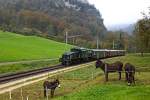 >Ein noch nicht hungriges Krokodil begegnet einer kleinen Herde von Eseln<  Die Ce 6/8  Nr.14305 der SBB Historic unternimmt am 25.10.2014 eine kleine Reise mit einer Gesellschaft,die das Winzerfest