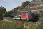 Die SBB Re 4/4 11198 bringt mit ihrem Fan-Zug von Bern nach Sion etwas Abwechslung auf die  Train des Vignes  Strecke.