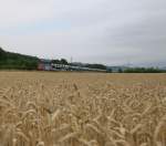 Ein Blick über's Kornfeld.