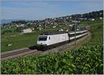 Die SBB Re 460 113-4  100 Jahre SEV  mit dem IR 15 2513 von Genève-Aéroport nach Luzern bei Bossière in den Weinbergen des Lavaux.