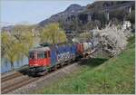 Der Frühling kommt...
...und die SBB Re 6(6 11629 (Re 620 029-9)  Interlaken , die mit einem Güterzug kurz vor Villenneuve auf dem Weg in Richtung Wallis ist. 

21. März 2023  