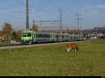 BLS - Regio nach Bern - Belp - Thun an der Spitze der Steuerwagen ABt 50 85 80-35 968 unterwegs bei Lyssach am 31.10.2020