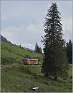 Der BLM Be 4/4 31  Lisi  ist als R66 747 von der Grütschalp nach Mürren unterwegs und konnte bei dieser markanten Tanne auf dem halben Weg zwischen Winteregg und Grütschalp fotografiert