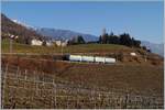 Der MOB ABDe 8/8 4004 FRIBOURG in den Rebbergen oberhalb von Montreux zwischen Châtelard VD und Planchamp auf dem Weg nach Chernex. Im Hintergrund ist der Rocheres de Naye zu erkennen.
22. Jan 2019