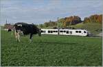 Nicht stören vom in La Verrerie eintreffenden TPF Regionalzug von Palézieux nach Bulle lässt sich die Kuh. Es ist eine typisch Freiburger Kuh in Schwarz weiss auch wenn die Farbverteilung (für das Bild) etwas Vorteilhafter sein könnte. 

22. Oktober 2020