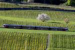 Version 1 / RABe 526 Flirt Triebzug fährt als S 40 durch die Weinberge in Freienbach.Bild vom 22.4.2015