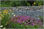 Im Frühling entfaltet sich auf den Magerwiesen entlang der Schienenstränge eine wahre Blütenpracht, wie hier zwischen Reichenau-Tamins und Trin. (01.05.2014)