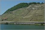 Ungewohnt farblos zeigte sich wetterbedingt das Lavaux Anfang Juni 2013.