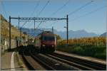 Die SBB Re 460 088-0 schlngelt sich mit ihrem IR durch die herbstlichen Rebberge bei Epesses.