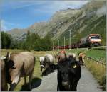 Da wünscht man sich, einmal eine Kuh mit einem Zug fotografieren zu können und dann wird man von ganzen Rindvieherde fast überrannt..
Ge 4/4 III 641 mit Albula-Schnellzug zwischen Preda und Bever am 12. Sept 2012.