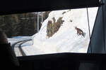 Blick aus dem 1. Klass-Abteil hinter dem Führerstand im Regionalzug von Tirano nach St. Moritz. Bei Alp Grüm überquerte diese Gämse kurz vor dem Zug das Gleis und suchte im Tiefschnee einen sicheren Platz. Alp Grüm, 19.2.2021