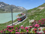 Die Repower Werbetriebwagen 56 und 55 ziehen ihren Regionalzug am 12. Juli 2013 dem Lago Bianco entlang an blühenden Alpenrosen vorbei Richtung Alp Grüm.