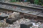 Bei diesem Lieblingsplatz und einem Stundentakt-Fahrplan wunderte es mich nicht, daß diese Katze mit den Hinterbeine lahmte.