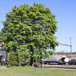 Ein großer Ahorn spendet Schatten in Vsetaty.Blöd ist nur , das ein Grafitti den im Hintergrund abgestellten Silowagen   ziert  27.04.2024   15:48 Uhr.